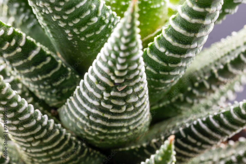 Closeup of a succulent plant Haworthia Attenuata or Zebra Plant, Zebra Haworthia, Apicra Attenuata, Aloe Clariperla Closeup of a succulent plant Haworthia Attenuata or Zebra Plant, Zebra Haworthia, Apicra Attenuata, Aloe Clariperla