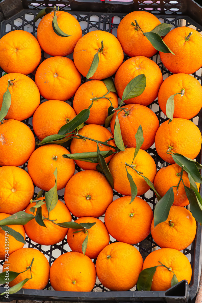 Oranges background. Fresh oranges variety grown in the shop. Oranges suitable for juice, strudel, Orange puree, compote
