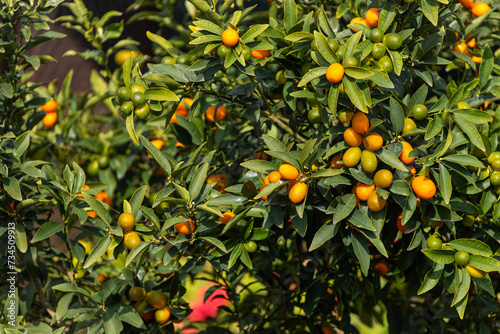 close-up of a beautiful tree with orange large  kumquats surrounded by many bright green leaves, soft focus