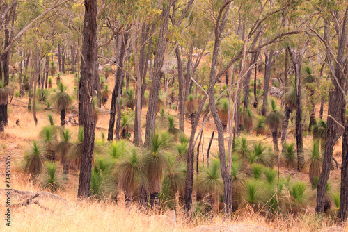 Australian Bush with Grass Trees (Black Boys), Australia