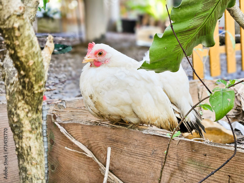 The Rhode Island White is a breed of chicken.