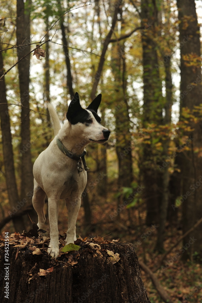 Black and white dog on large tree sump in woods