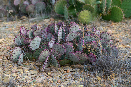 Long Spined Purplish Prickly Pear Cactus in the Chisos Basin of Big Bend National Park, in Southwest Texas. photo