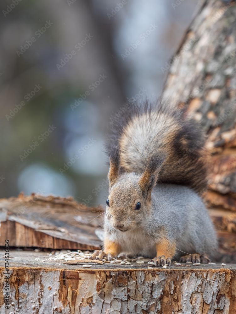 Obraz premium A squirrel sits on a stump and eats nuts in autumn.