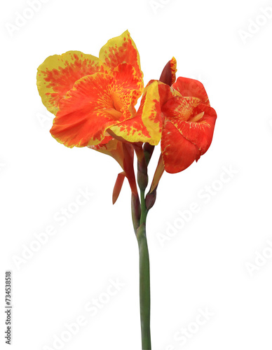 Canna Lily or India Short Plant or India Shoot or Bulsarana flower. Close up exotic orange- yellow flower isolated on transparent background.