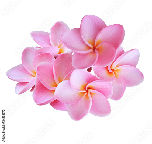 Plumeria or Frangipani or Temple tree flower. Close up pink-red frangipani flowers bouquet isolated on transparent background.