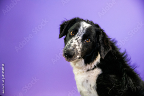Border Collie Dog  © Carly