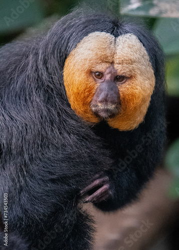 Canvas Print White - faced saki monkey