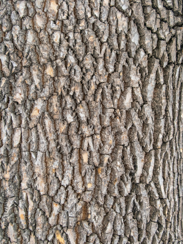 Bark texture and background of a old tree trunk. Detailed bark texture.