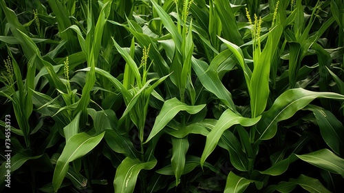 plant corn laurel