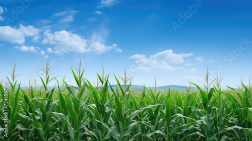 crop corn garden