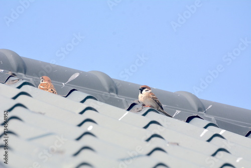 A large flock of sparrows flying to the eaves and wires photo