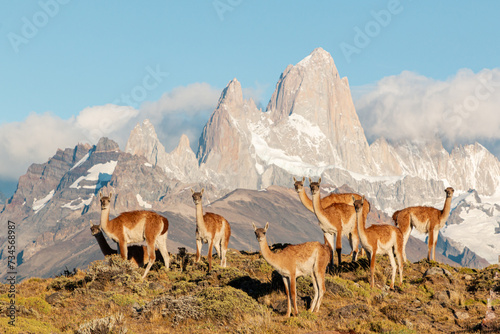 guanacos of patagonia standing in front of fritz roy mountain range showing an iconic patagonian landscape