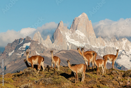 guanacos of patagonia standing in front of fritz roy mountain range showing an iconic patagonian landscape photo
