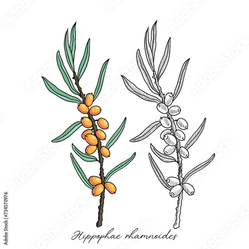 vector drawing sea buckthorn branch with berries and leaves,Hippophae rhamnoides , hand drawn illustration