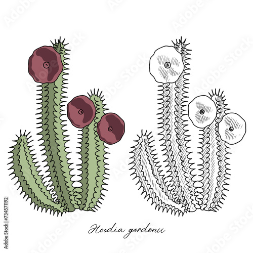vector drawing hoodia, Hoodia gordonii,Bushman's hat , hand drawn illustration