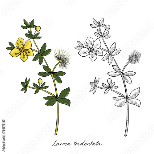 vector drawing chaparral, Larrea tridentata , hand drawn illustration