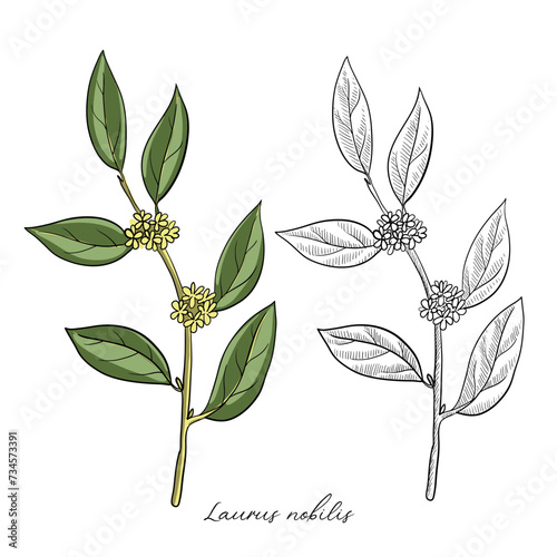 vector drawing bay laurel branch, Laurus nobilis, hand drawn illustration
