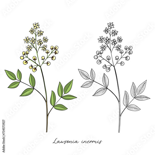 vector drawing henna, Lawsonia inermis , hand drawn illustration