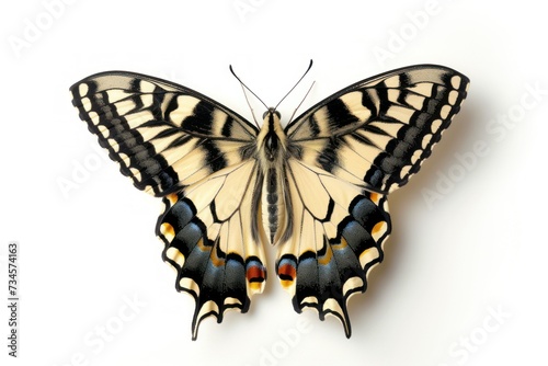 top view Isolated Death fresh butterfluon white background