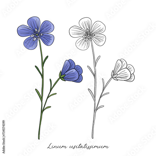 vector drawing flaxseed flower,Linum usitatissimum , hand drawn illustration