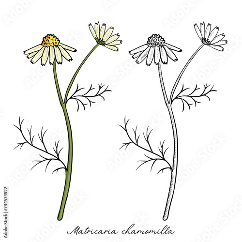 vector drawing chamomile, daisy flower, Matricaria chamomilla , hand drawn illustration