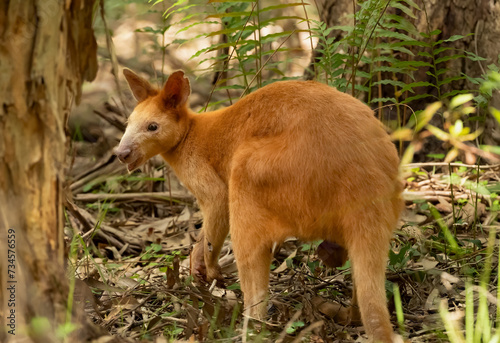 Golden swamp wallaby, marsupial native to Australia's wetlands, Gold Coast, Queensland, Australia.