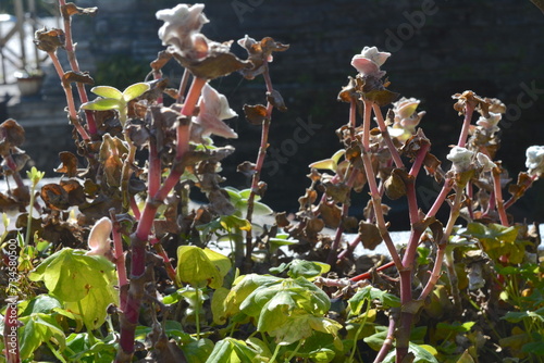 Peregrine saltbush, Atriplex suberecta in the vegetable garden photo