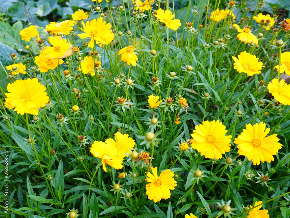 Yellow flowers of lance-leaved coreopsis (Coreopsis lanceolata) in garden. Textured Yellow flowers of lance-leaved coreopsis (Coreopsis lanceolata) in garden. Textured