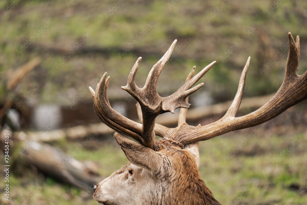 Fototapeta premium Close-up of huge antlers of a deer buck. Antlers of a male deer