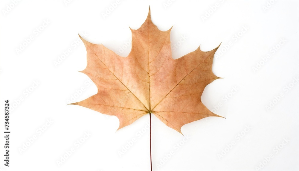 Obraz premium maple leaf isolated on white
