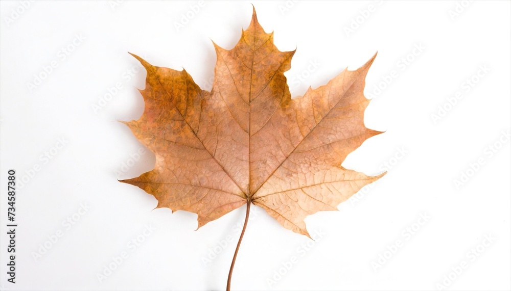 Obraz premium maple leaf isolated on white