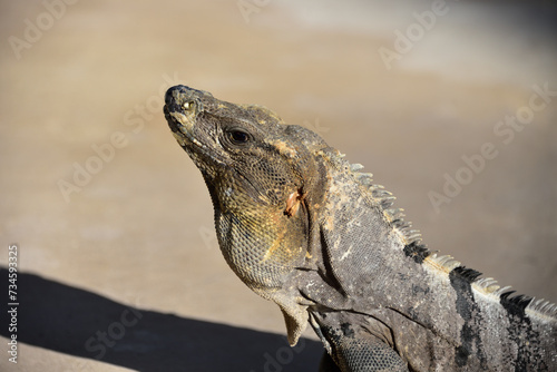 Black spiny-tailed iguana 