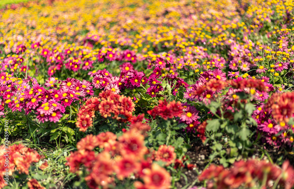 Campo de flores multicolor, horizonte naturaleza.
