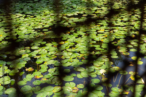 Cama de hojas de loto con silueta cuadriculada photo