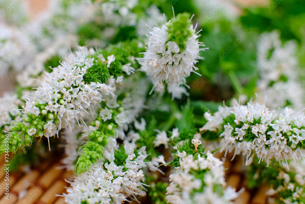 This image captures the delicate blossoms of a mint plant, known for ...