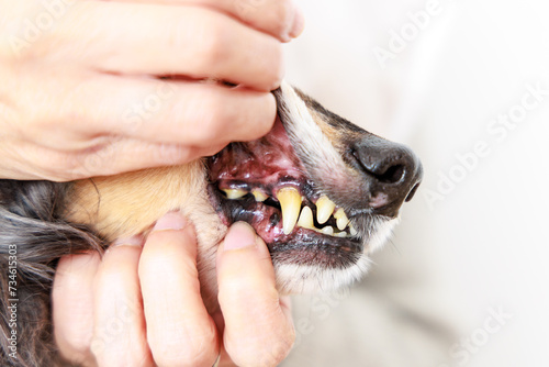 歯の健康状態をチェックされる愛犬のダックスフンド © captainT