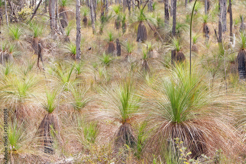 Grass Trees in dry bushland, Australia photo