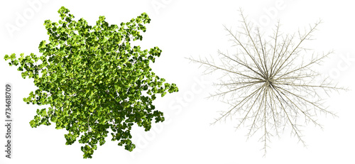 Aerial view forest canopy trees and dry branches clipart cutout backgrounds 3d render png photo