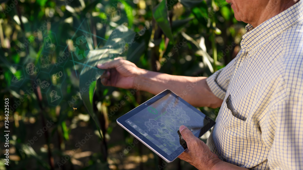 Senior farmer using digital tablet and examining young corn plants in the field. Smart farming concept Senior farmer using digital tablet and examining young corn plants in the field. Smart farming concept
