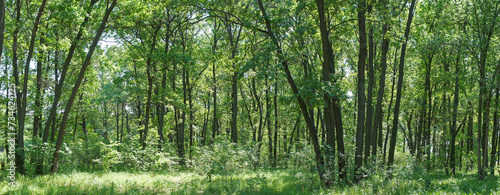 Panorama of the forest on a quiet sunny summer day.
