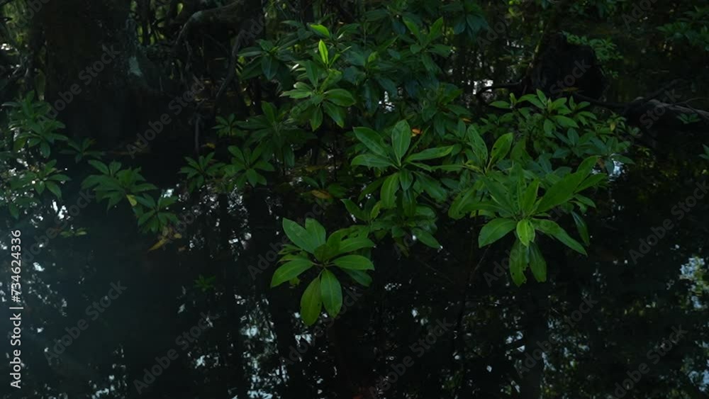 Sunlight ray reflections seen in the creek water at the base of the tropical Mangrove forest. Sunlight ray reflections seen in the creek water at the base of the tropical Mangrove forest.