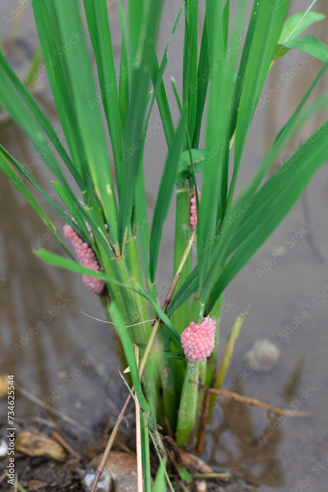 Fototapeta premium Rice snail eggs stick to rice plants