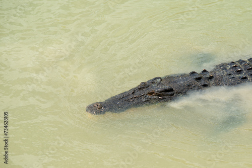 Saltwater Crocodile, Australia © OzCam