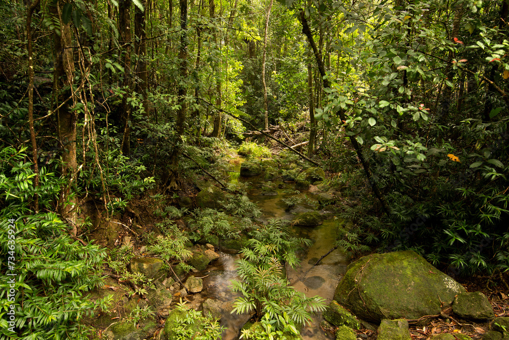 Obraz premium Mount Lewis National Park, Julatten, Queensland, Australia