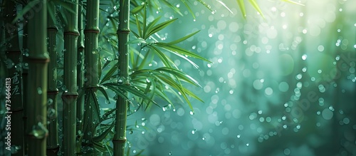 bamboo close up background with bokeh lights, large copyspace area