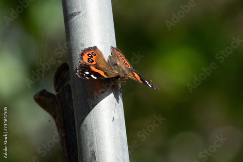 New Zealand red admiral (Vanessa gonerilla) basking on metal rugby post in park. photo