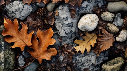 oak leaves on forest floor with nature patterns with stone and leaf
