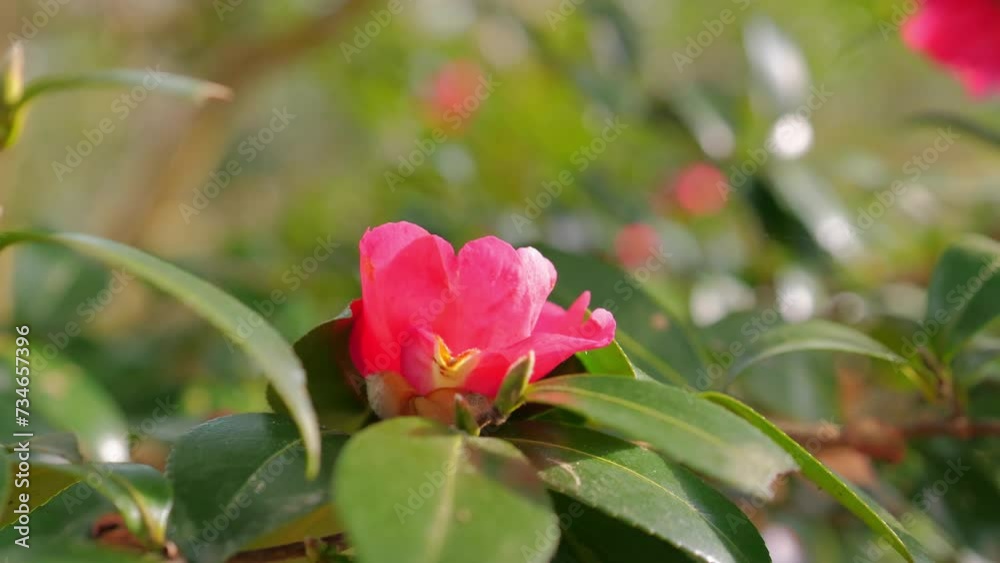 red Camellia Flower In Full Bloom. Flowering Camellias