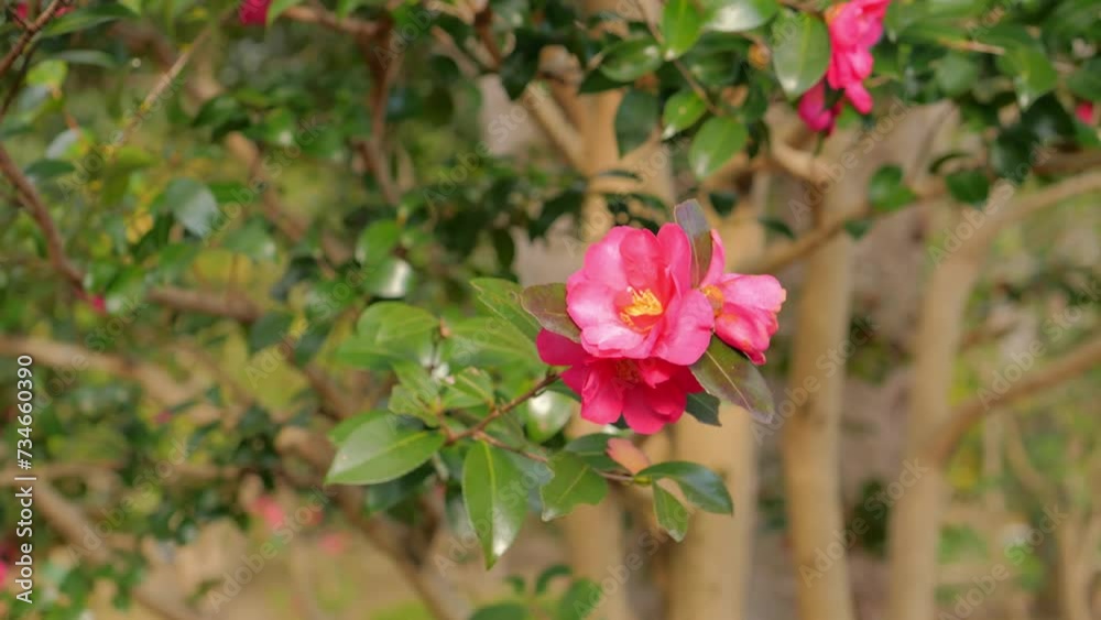 red Camellia Flower In Full Bloom. Flowering Camellias red Camellia Flower In Full Bloom. Flowering Camellias